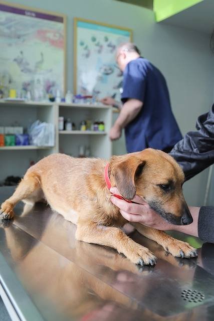 L'importance des services d'urgence pour animaux